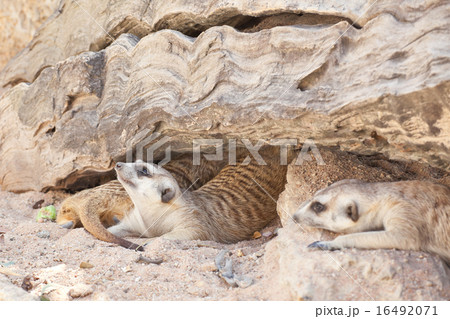 Meerkat 16492071