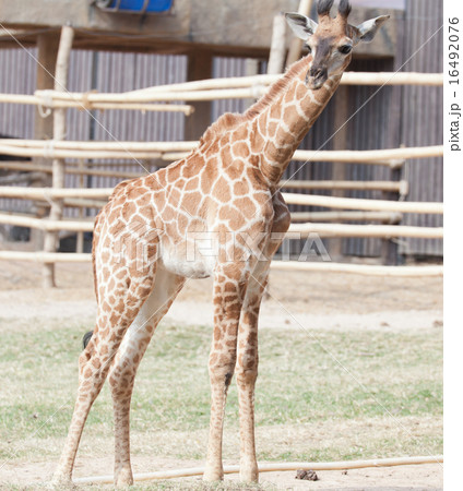 giraffe giraffe 16492076