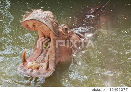hippo, hippopotamus open mouth hippo, hippopotamus open mouth 16492077