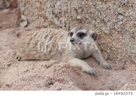 Meerkat 16492079