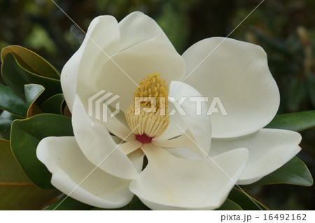 タイサンボク　白色花 16492162