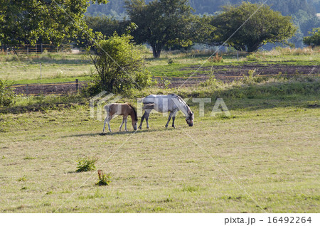 mare with colt 16492264