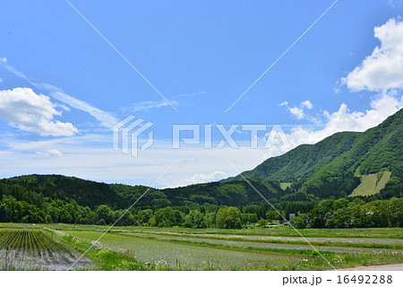 初夏の風景 16492288