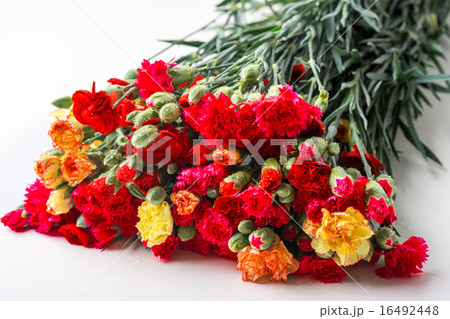 カーネーションの花束 カーネーションの花束 16492448