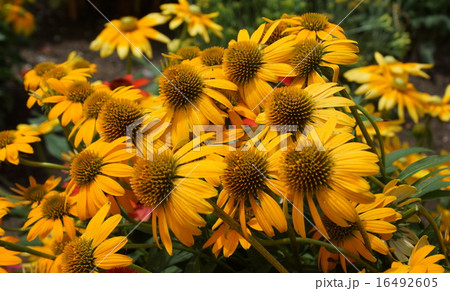 エキナケア・プルプレア 黄色花 エキナケア・プルプレア 黄色花 16492605