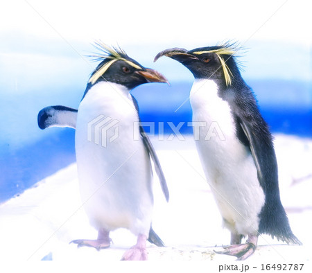 ペンギン ペンギン 16492787