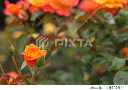 スブニールドゥアンネフランク バラの花の蕾と雨雫の写真素材