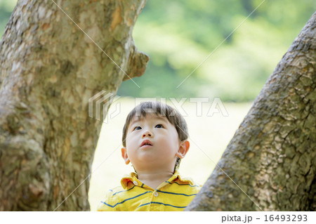 公園の木を見上げる男の子 公園の木を見上げる男の子 16493293