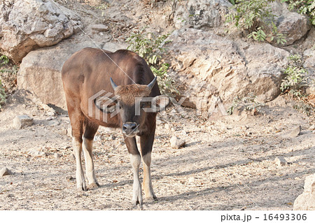 Gaur or Seladaing Gaur or Seladaing 16493306