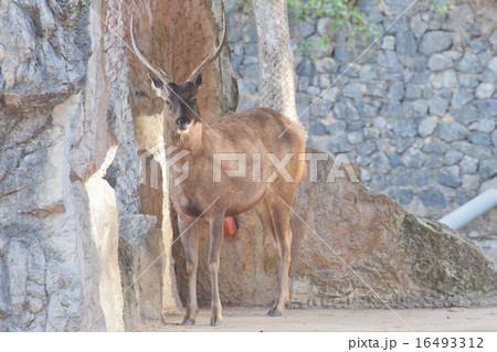 deer or antelope deer or antelope 16493312