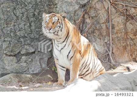 Siberian Tiger Siberian Tiger 16493321