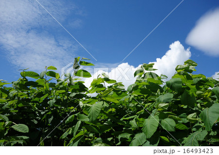 初夏のオオイタドリ 初夏のオオイタドリ 16493423