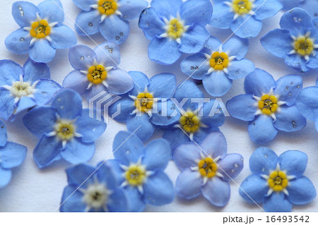 忘れな草の小花 忘れな草の小花 16493542