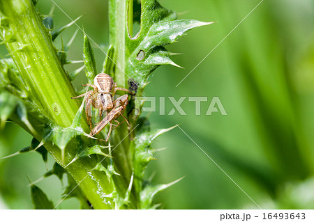 spider and prey 16493643