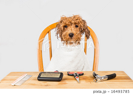 Concept of wet poodle dog seated for grooming 16493785