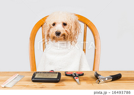 Concept of wet poodle dog seated for grooming 16493786