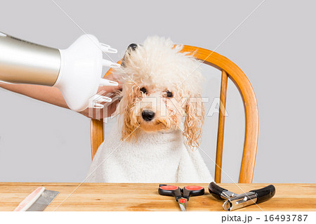 Concept of wet poodle dog fur being blown dry 16493787