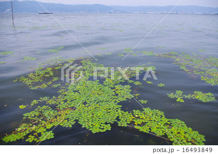 諏訪湖のヒシ 諏訪湖のヒシ 16493849