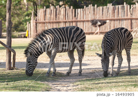 zebra in field 16493905