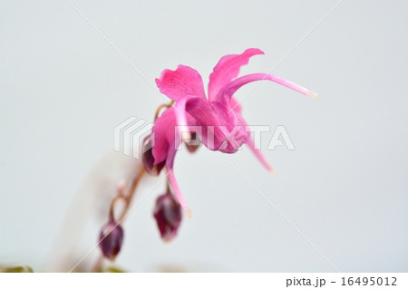 いかり草 いかり草 16495012