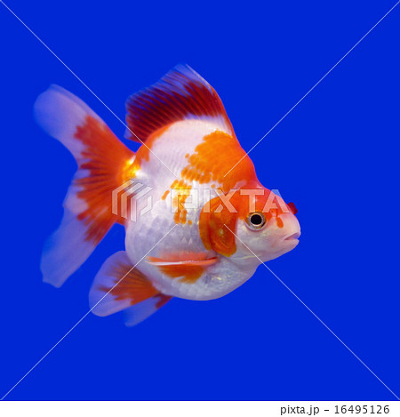 beautiful goldfish 16495126