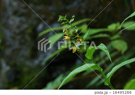 カキラン 16495266