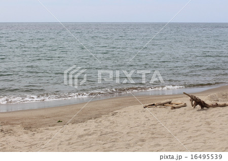 海と砂浜そして流木 海と砂浜そして流木 16495539