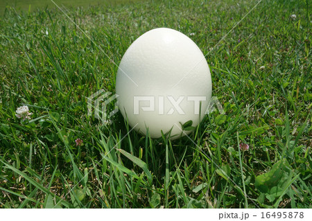 ダチョウの卵 16495878