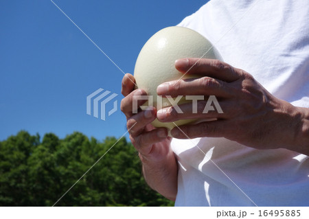 ダチョウの卵 ダチョウの卵 16495885