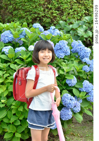 アジサイと小学生の女の子（梅雨） 16496299