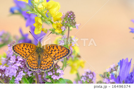 Monarch Butterfly Monarch Butterfly 16496374
