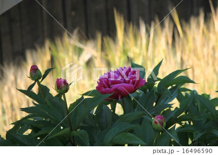 魅力の芍薬 魅力の芍薬 16496590