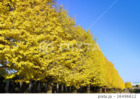 昭和記念公園の紅葉 昭和記念公園の紅葉 16496612