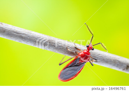 beetle beetle 16496761