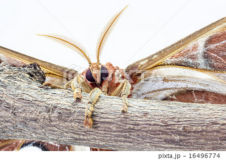 Attacus atlas Attacus atlas 16496774