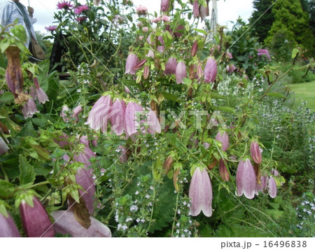 釣鐘状の紫色の花はホタルブクロの花の写真素材