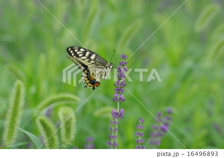 アゲハ蝶とラベンダー 16496893