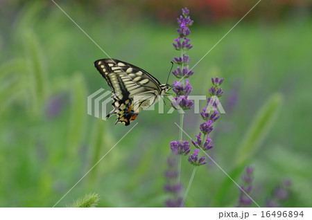 アゲハ蝶とラベンダー アゲハ蝶とラベンダー 16496894