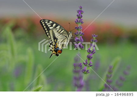 アゲハ蝶とラベンダー 16496895