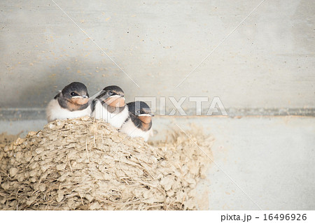 親ツバメを待つヒナたち 16496926