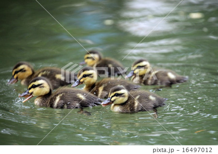 カルガモの赤ちゃん 16497012