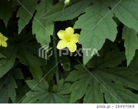 可愛い小さい黄色い花はゴーヤの花の写真素材
