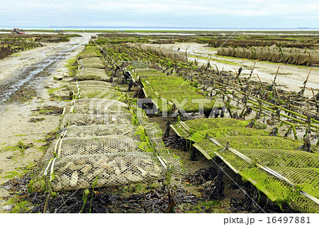 Oyster farming 16497881