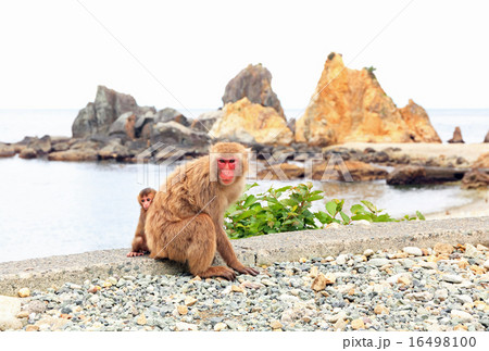 猿の親子、ニホンザルの親子、波勝崎モンキーベイ 16498100