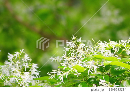 ヒトツバタゴの花 ヒトツバタゴの花 16498334