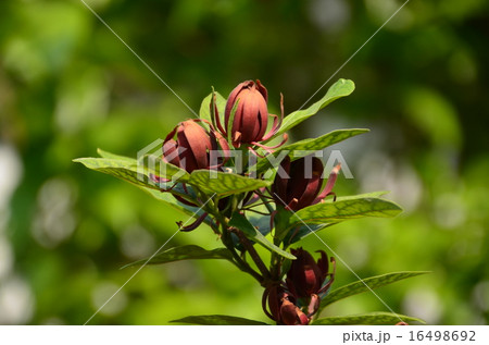 黒ロウバイ 黒ロウバイ 16498692