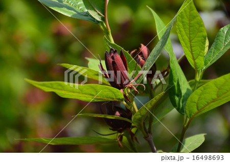 黒ロウバイ 16498693