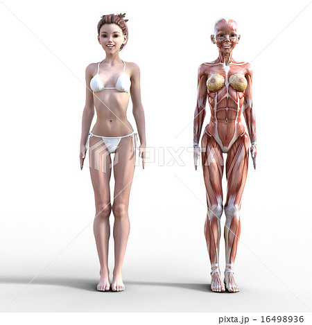 ヌードの女性と筋肉標本 Perming3dcgイラスト素材のイラスト素材 16498936 Pixta