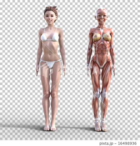 ヌードの女性と筋肉標本 perming3DCGイラスト素材 ヌードの女性と筋肉標本 perming3DCGイラスト素材 16498936