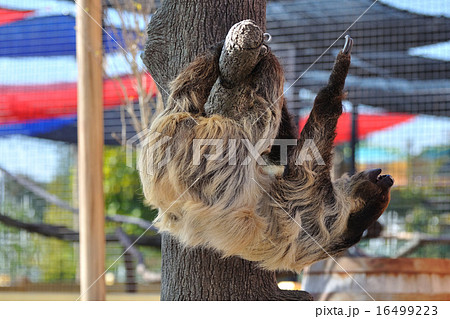 ナマケモノ 16499223